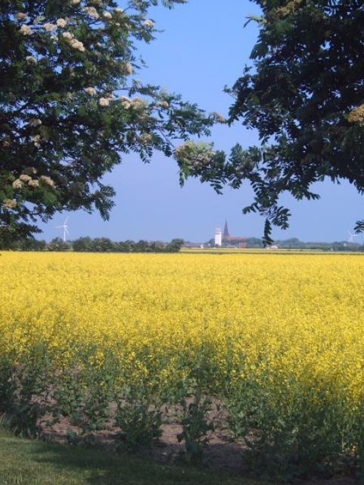 Blick von der Allee