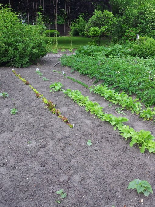 Gemüsegarten