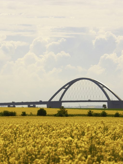 Fehmarnsundbrücke in der Rapsblüte
